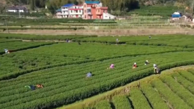 千城百縣看中國(guó)｜江西遂川：“茶票”助力“點(diǎn)茶成金”