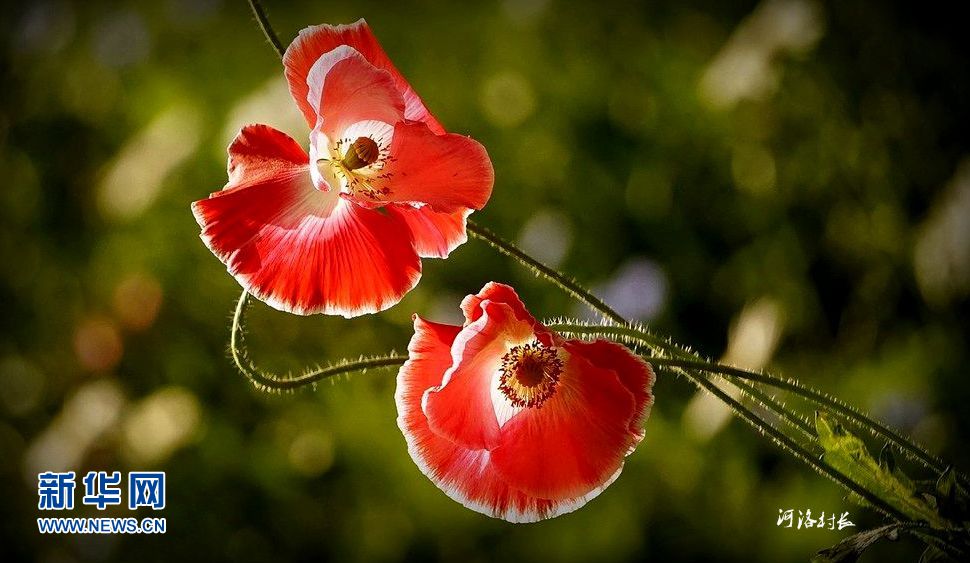 風姿綽約虞美人