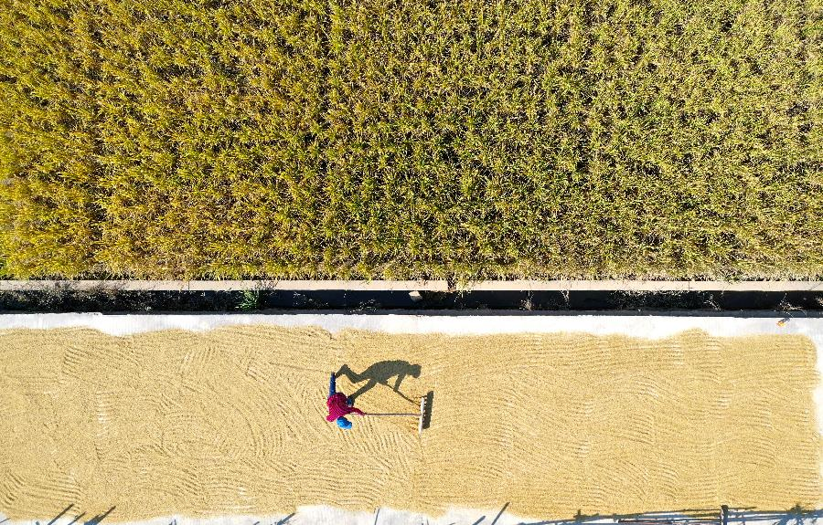 扶貧大米&ldquo;觸網&rdquo;促增收