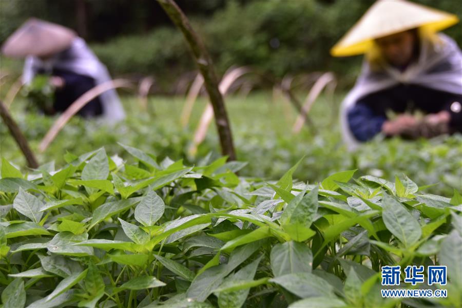 #（社會）（9）立夏將至農事忙 