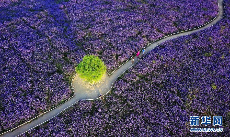 (十九大·讀報告 話民生)(7)加快生態(tài)文明體制改革,建設(shè)美麗中國