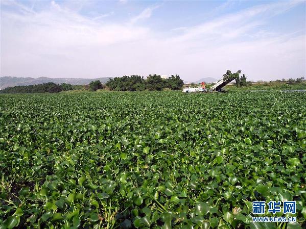 (圖文互動(dòng))(4)“白練”變“黑龍”,江河變“草原”--粵東母親河為何污染20多年難治理?