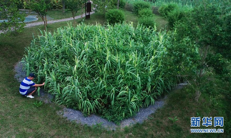 （在習近平新時代中國特色社會主義思想指引下——新時代新作為新篇章·圖文互動）（4）稀奇！治污濕地成了休閑公園——江蘇蘇州全域推進農村生活污水治理