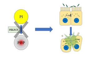 PI3P缺失導致上皮細胞連接破壞,最終招募中性粒細胞,發生急性炎癥