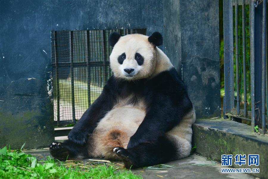 (圖文互動)(1)中國大熊貓保護研究中心大熊貓野外引種項目首次迎來雙胞胎寶寶