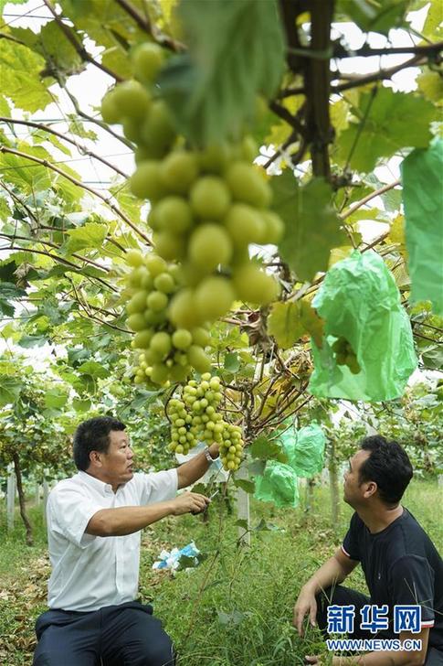（豐收的味道·圖文互動）（2）露濃壓架葡萄熟——江蘇灌南縣葡萄產業“變身記”