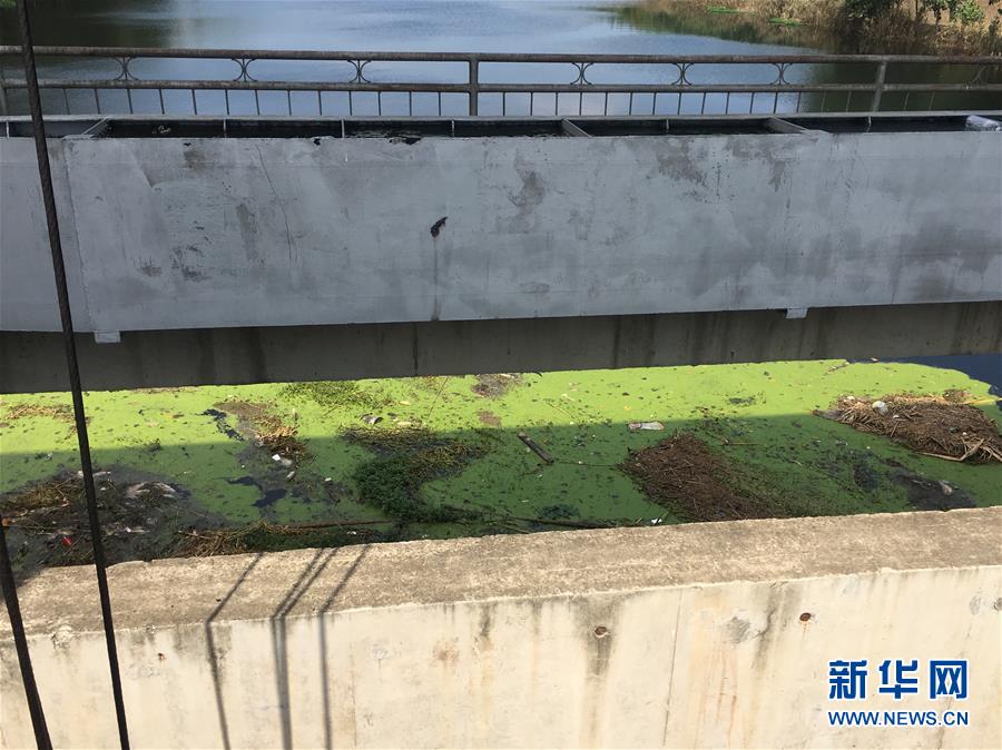 （新華視點·圖文互動）（2）上游洪水來襲下游魚蟹死亡，泄洪為何變泄污？