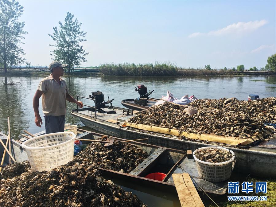 （新華視點·圖文互動）（1）上游洪水來襲下游魚蟹死亡，泄洪為何變泄污？