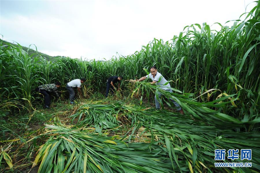 （在習近平新時代中國特色社會主義思想指引下——新時代新作為新篇章·圖文互動）（6）三年村干部 一世農村情——記貴州石阡農村扶貧干部