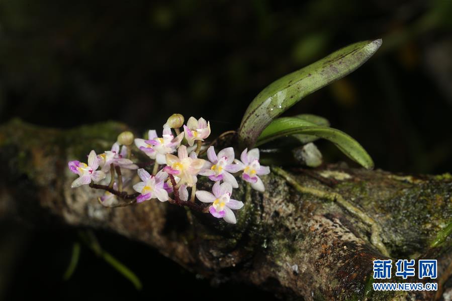 (新華全媒頭條·圖文互動(dòng))(5)歸來(lái)的雨林