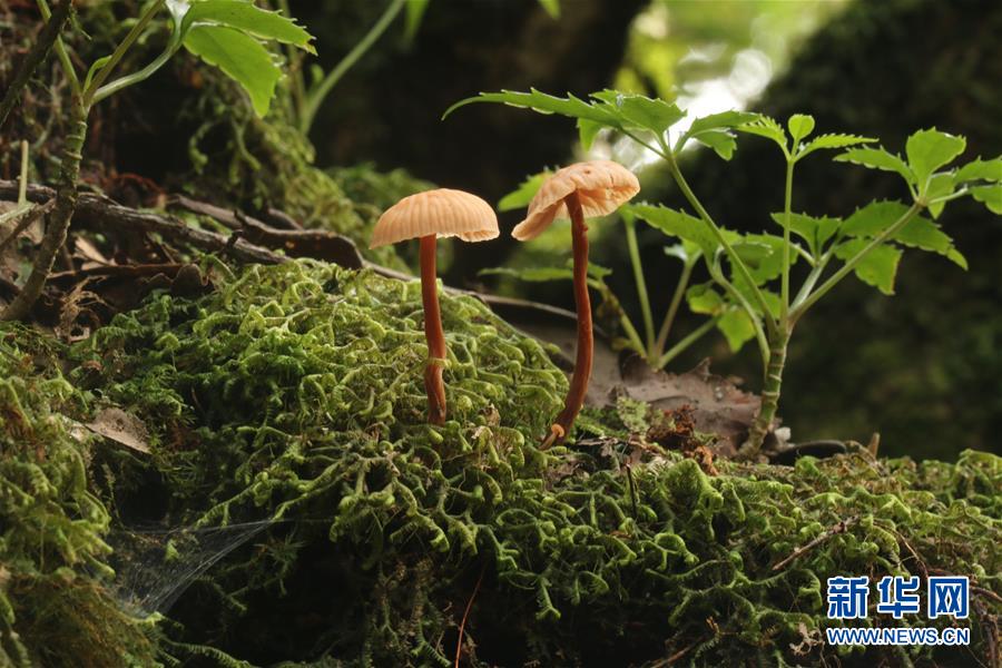 (新華全媒頭條·圖文互動(dòng))(6)歸來(lái)的雨林
