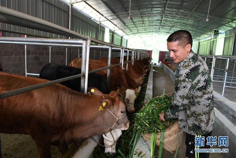 (輝煌60年·壯美新廣西·圖文互動)(7)奮力書寫壯鄉(xiāng)反貧困歷史新篇章——廣西干部群眾接續(xù)奮斗脫貧攻堅觀察