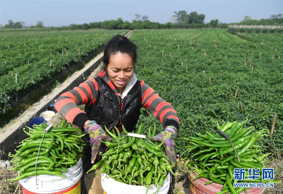 (輝煌60年·壯美新廣西·圖文互動)(2)攜手描繪八桂大地上的美麗畫卷——寫在廣西壯族自治區成立60周年之際