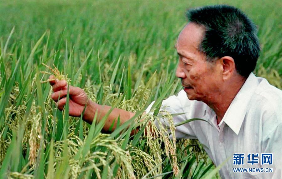 (改革先鋒風(fēng)采·圖文互動(dòng))(1)一顆稻谷的“中國(guó)貢獻(xiàn)”——袁隆平的追夢(mèng)路