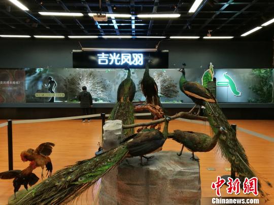 先有雞還是先有蛋？這個科普展覽有點“不一般”