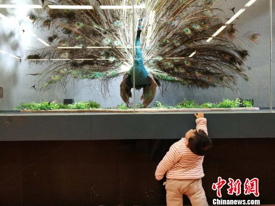 圖為展覽現(xiàn)場?！『h航 攝