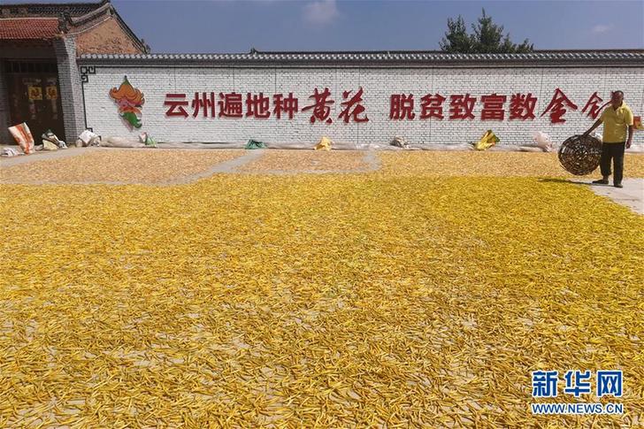 (在習(xí)近平新時(shí)代中國特色社會(huì)主義思想指引下——新時(shí)代新作為新篇章·鄉(xiāng)村振興戰(zhàn)略·圖文互動(dòng))(2)一株忘憂草,萬家喜眉梢——山西省大同市云州區(qū)黃花產(chǎn)業(yè)扶貧觀察