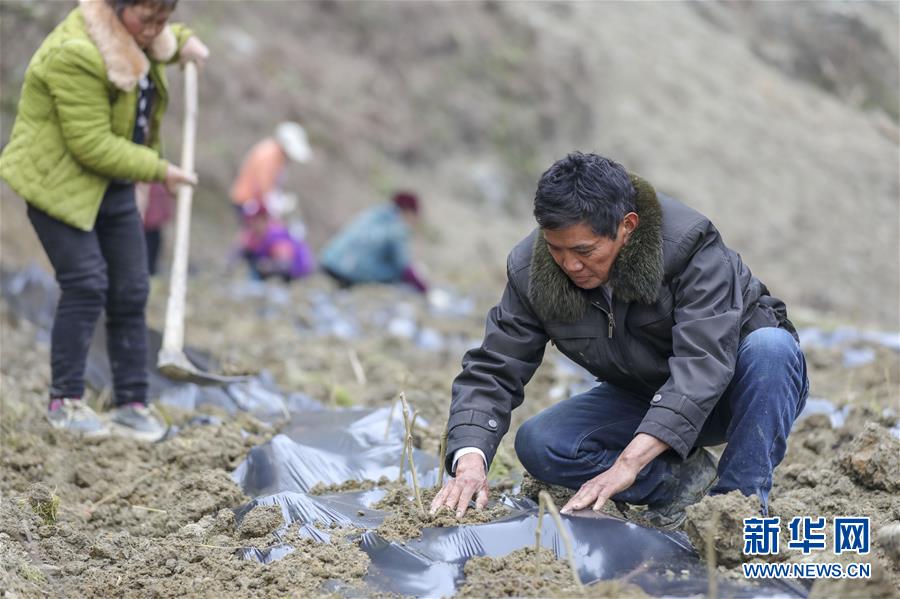 (新春走基層)(12)重慶黔江:土家三老漢 一臺“扶貧戲”