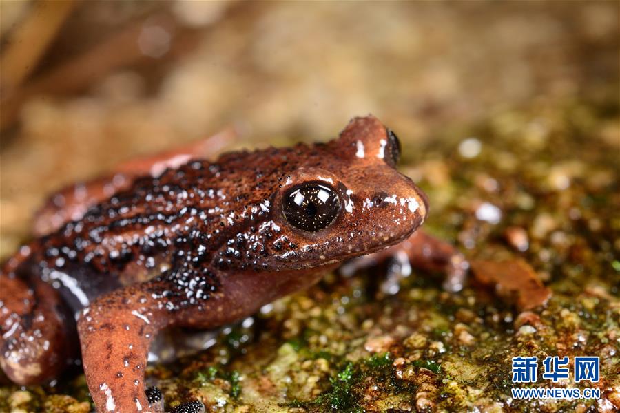 (圖文互動)(2)云南高黎貢山發現兩棲動物新種“騰沖齒突蟾”