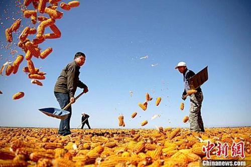 資料圖。農(nóng)民揮動鐵锨晾曬玉米,使得滿地盡帶“黃金甲”,成為一道靚麗的風(fēng)景線。趙琳 攝