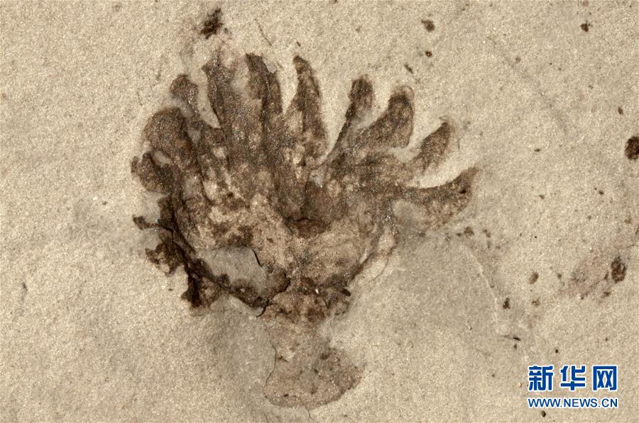 (新華全媒頭條·圖文互動(dòng))(9)探尋5億年前“生命大爆炸”之奧秘——中國(guó)科學(xué)家發(fā)現(xiàn)寒武紀(jì)“化石寶庫(kù)”清江生物群紀(jì)實(shí)