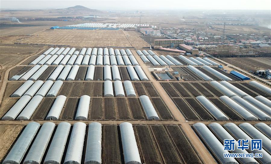 (壯麗70年 奮斗新時(shí)代——推動(dòng)高質(zhì)量發(fā)展調(diào)研行·圖文互動(dòng))(1)黑龍江賓縣:“北菜南銷”演繹結(jié)構(gòu)調(diào)整“大文章”