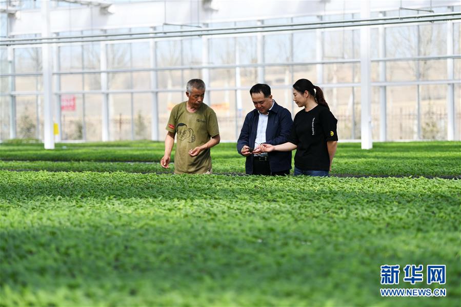 (壯麗70年 奮斗新時(shí)代——推動(dòng)高質(zhì)量發(fā)展調(diào)研行·圖文互動(dòng))(2)黑龍江賓縣:“北菜南銷”演繹結(jié)構(gòu)調(diào)整“大文章”