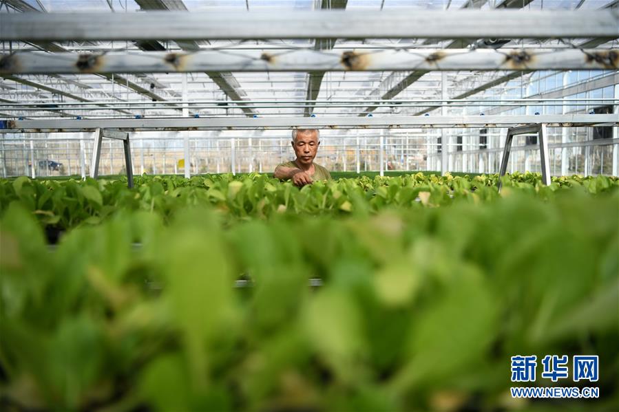 (壯麗70年 奮斗新時(shí)代——推動(dòng)高質(zhì)量發(fā)展調(diào)研行·圖文互動(dòng))(3)黑龍江賓縣:“北菜南銷”演繹結(jié)構(gòu)調(diào)整“大文章”