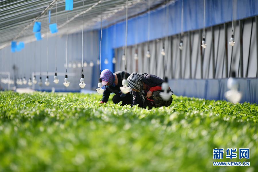 (壯麗70年 奮斗新時(shí)代——推動(dòng)高質(zhì)量發(fā)展調(diào)研行·圖文互動(dòng))(4)黑龍江賓縣:“北菜南銷”演繹結(jié)構(gòu)調(diào)整“大文章”