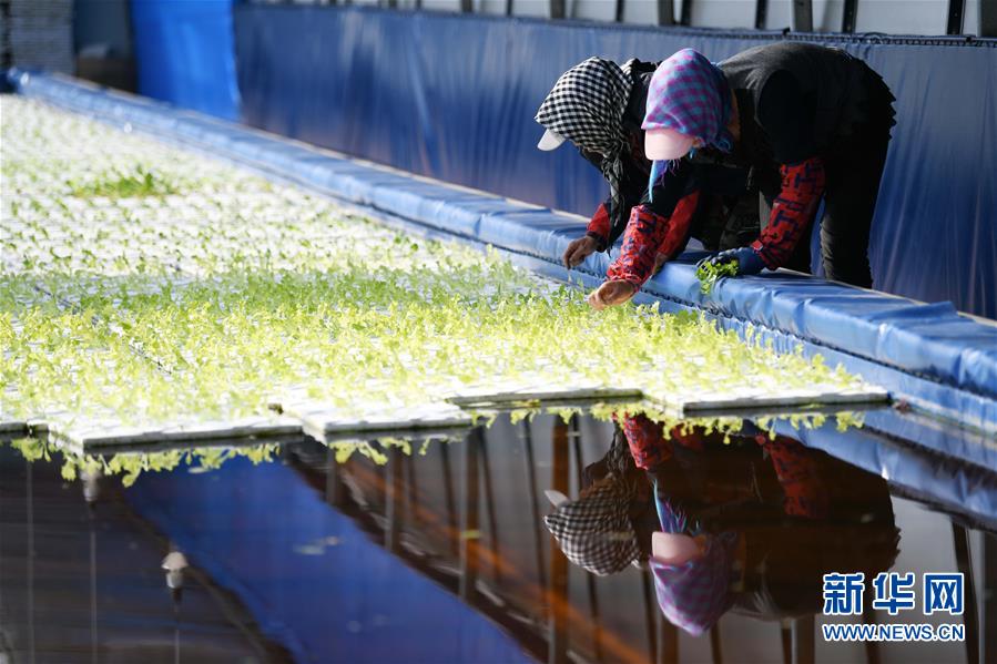(壯麗70年 奮斗新時(shí)代——推動(dòng)高質(zhì)量發(fā)展調(diào)研行·圖文互動(dòng))(5)黑龍江賓縣:“北菜南銷”演繹結(jié)構(gòu)調(diào)整“大文章”