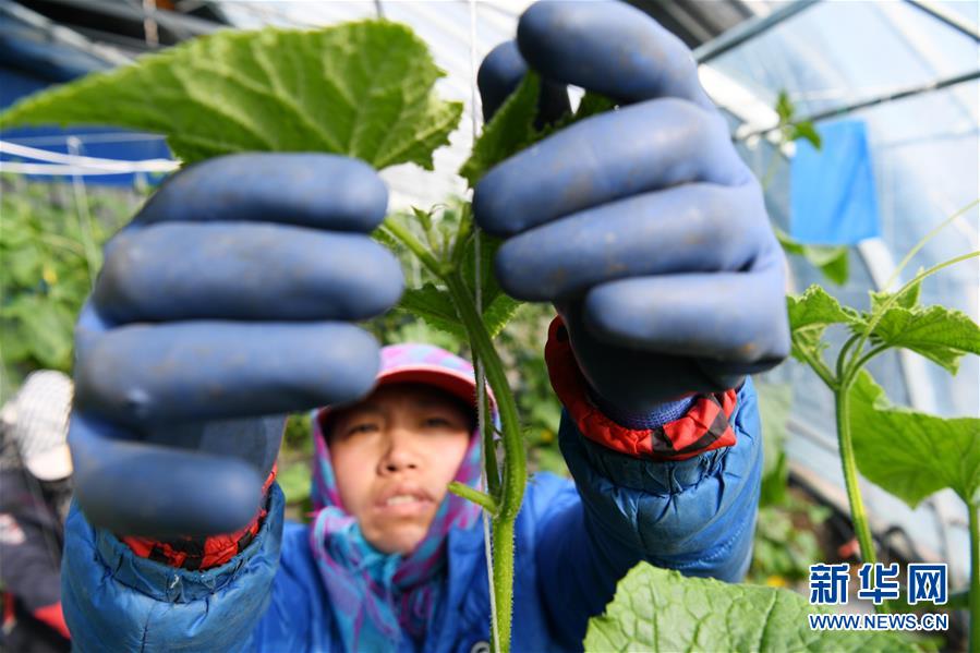 (壯麗70年 奮斗新時(shí)代——推動(dòng)高質(zhì)量發(fā)展調(diào)研行·圖文互動(dòng))(6)黑龍江賓縣:“北菜南銷”演繹結(jié)構(gòu)調(diào)整“大文章”