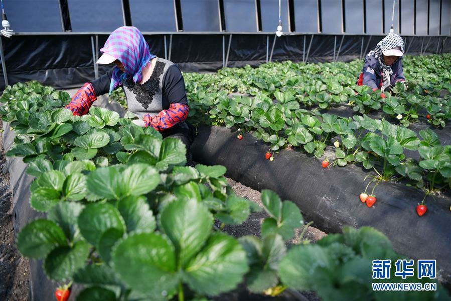 (壯麗70年 奮斗新時(shí)代——推動(dòng)高質(zhì)量發(fā)展調(diào)研行·圖文互動(dòng))(7)黑龍江賓縣:“北菜南銷”演繹結(jié)構(gòu)調(diào)整“大文章”
