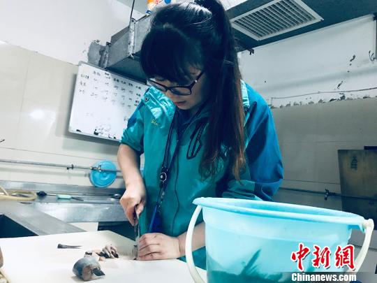 于雅麗在餌料操作間，準備著動物們的食物?！“瑧c龍 攝