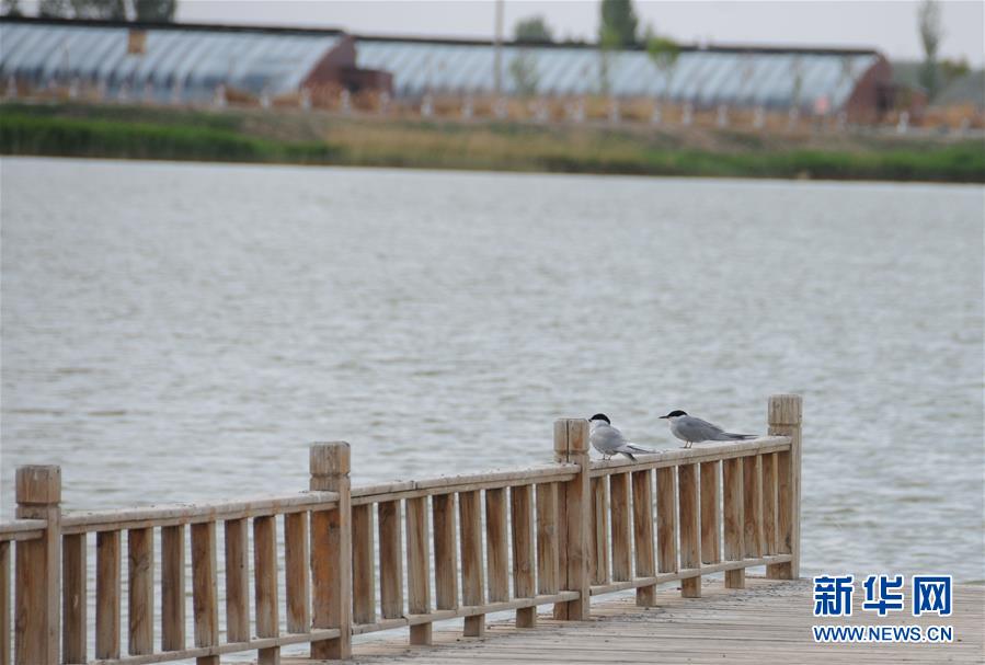 (北京世園會·圖文互動)(1)“百湖之鄉”磴口縣再現生態田園風光