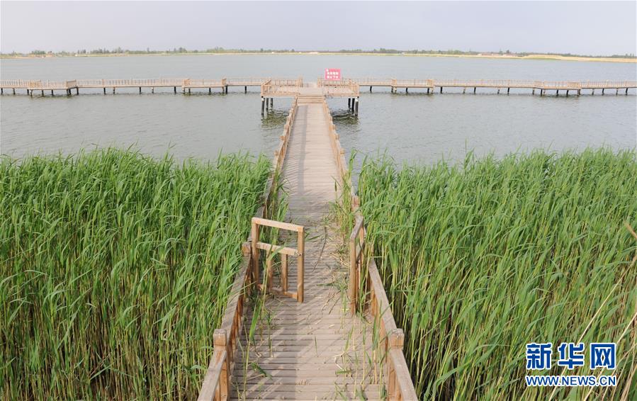 (北京世園會·圖文互動)(5)“百湖之鄉”磴口縣再現生態田園風光