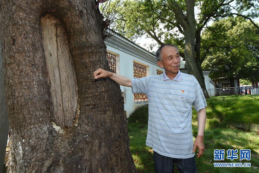 (壯麗70年·奮斗新時代——記者再走長征路·圖文互動)(2)“紅軍樹”下憶初心、守初心