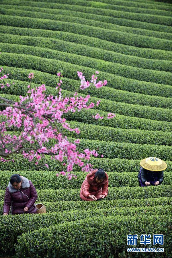 (全面深化改革·圖文互動)(7)“減”出效益 “融”出特色 “服”出動力——貴州推進農村產業結構調整觀察