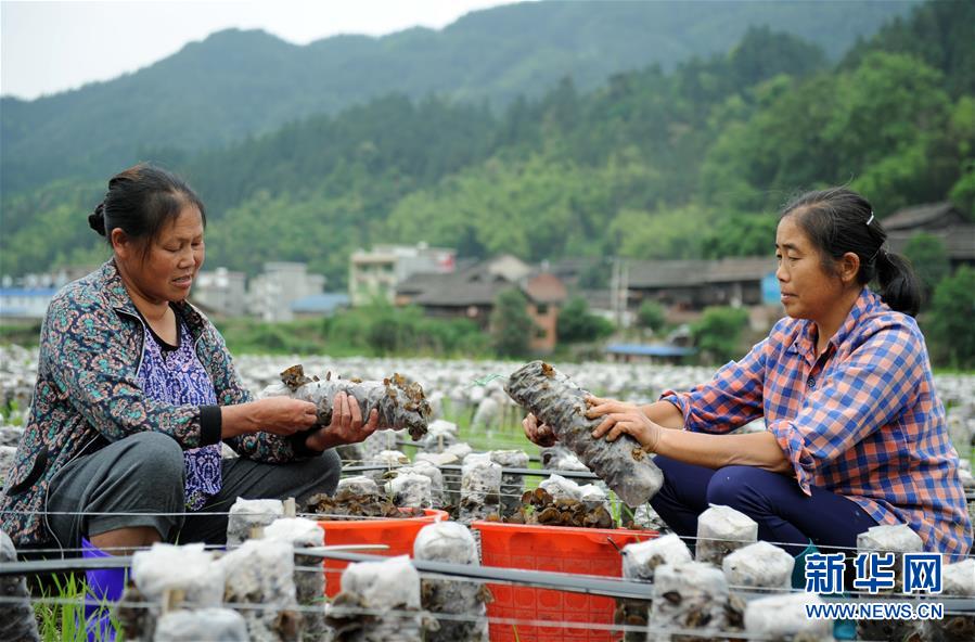 (全面深化改革·圖文互動)(10)“減”出效益 “融”出特色 “服”出動力——貴州推進農村產業結構調整觀察