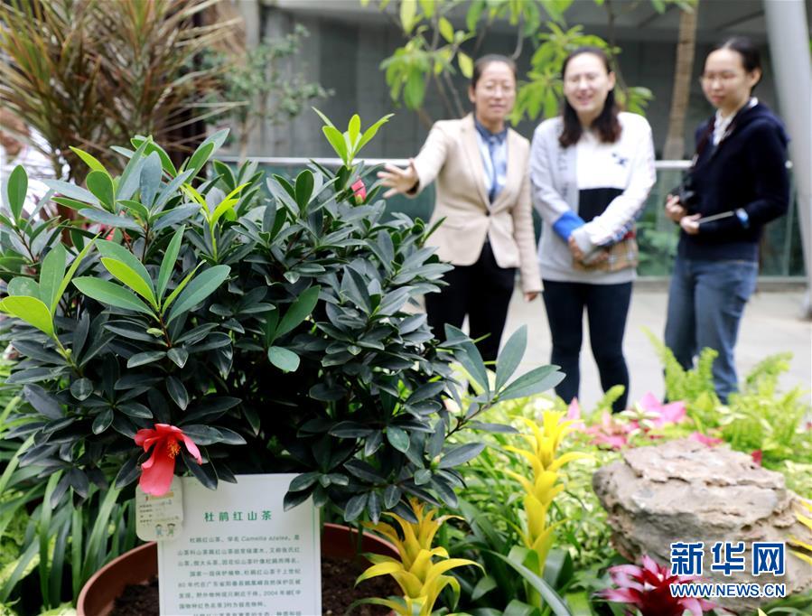 (圖文互動)(1)北京世園會200余個特有珍稀植物品種搬入北京植物園