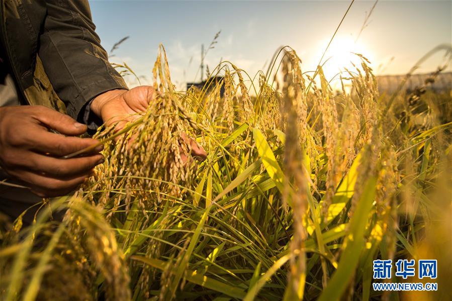 (新華全媒頭條·圖文互動)(5)上下同心再出發——習近平總書記同出席2019年全國兩會人大代表、政協委員共商國是紀實