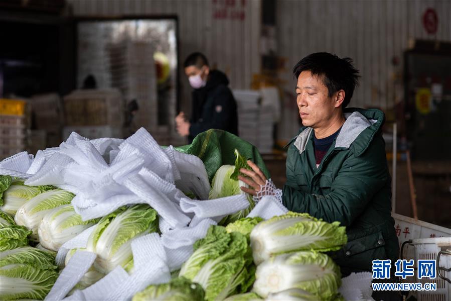 (抓好春耕備耕 穩(wěn)住農(nóng)業(yè)生產(chǎn)·圖文互動)(2)“栽種的是菜苗,收獲的是希望”——云南蔬菜集散地通海縣春耕見聞