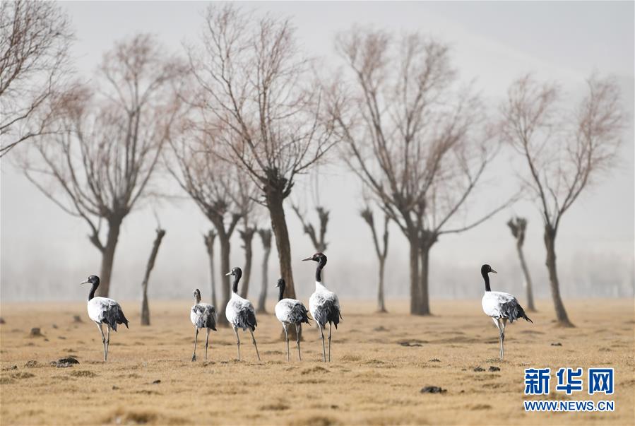 (環境)(5)西藏:雅江北岸 鶴舞翩翩