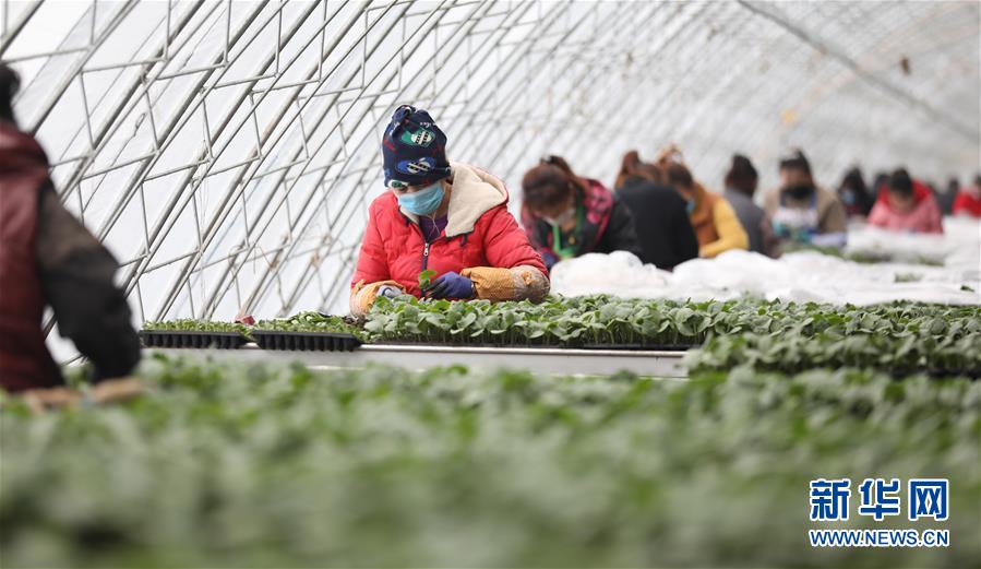 (新華全媒頭條·圖文互動(dòng))(3)春色最濃在田間——來自全國(guó)春耕備耕的現(xiàn)場(chǎng)觀察