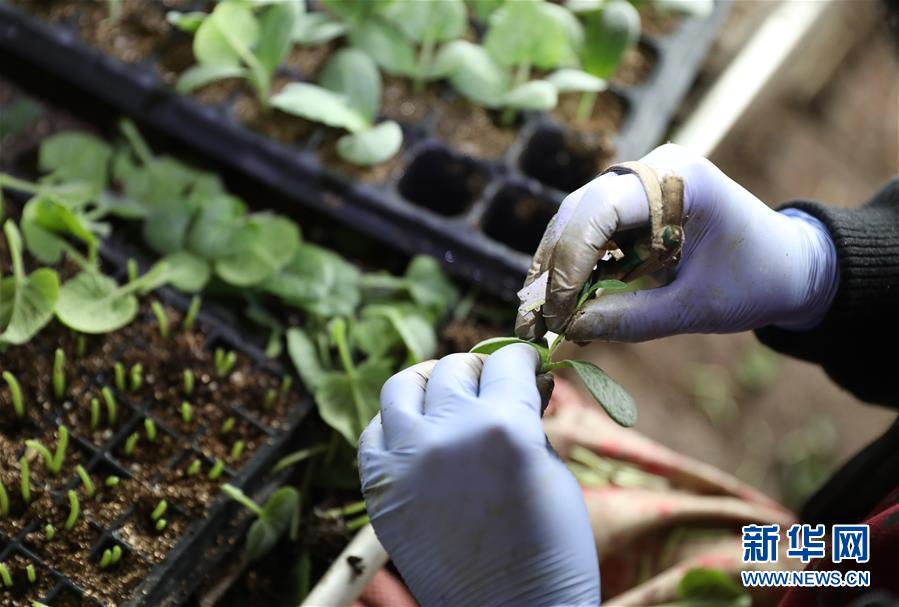 (新華全媒頭條·圖文互動(dòng))(4)春色最濃在田間——來自全國(guó)春耕備耕的現(xiàn)場(chǎng)觀察