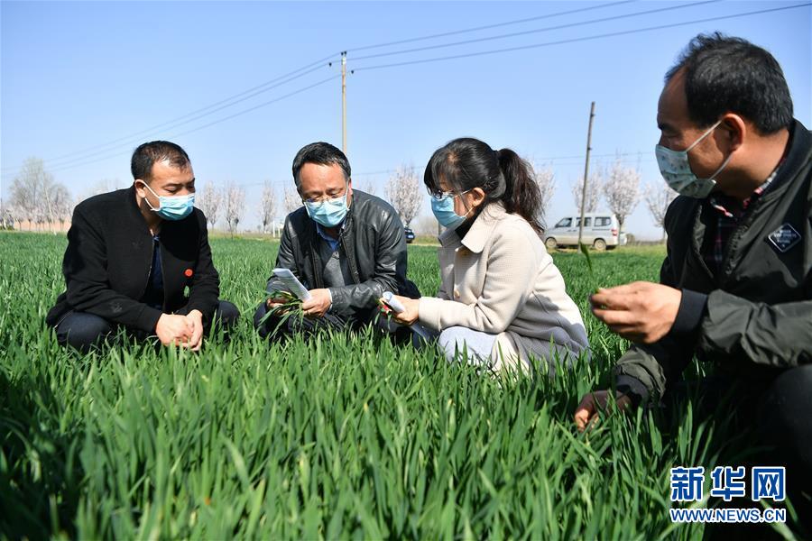 (新華全媒頭條·圖文互動(dòng))(8)春色最濃在田間——來自全國(guó)春耕備耕的現(xiàn)場(chǎng)觀察