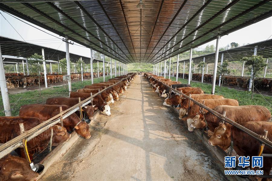 (圖文互動)(4)疏通產業(yè)鏈堵點 保障“菜籃子”供應——重慶養(yǎng)殖大區(qū)力促養(yǎng)殖業(yè)補損復產