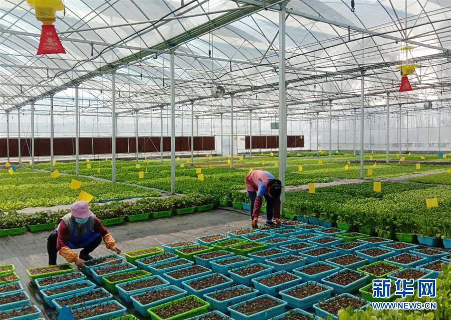 (在習近平新時代中國特色社會主義思想指引下——新時代新作為新篇章·習近平總書記關切事·圖文互動)(5)抗疫之下 保供無憂