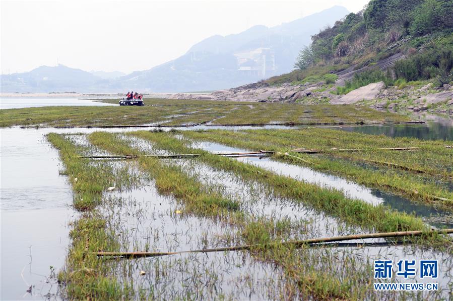 (圖文互動)(1)長江魚的新家