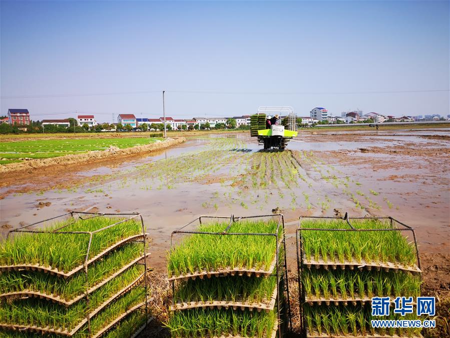 (聚焦農(nóng)業(yè)復(fù)工復(fù)產(chǎn)·圖文互動(dòng))(2)發(fā)力“單改雙” ——水稻大省湖南的雙季稻攻堅(jiān)戰(zhàn)