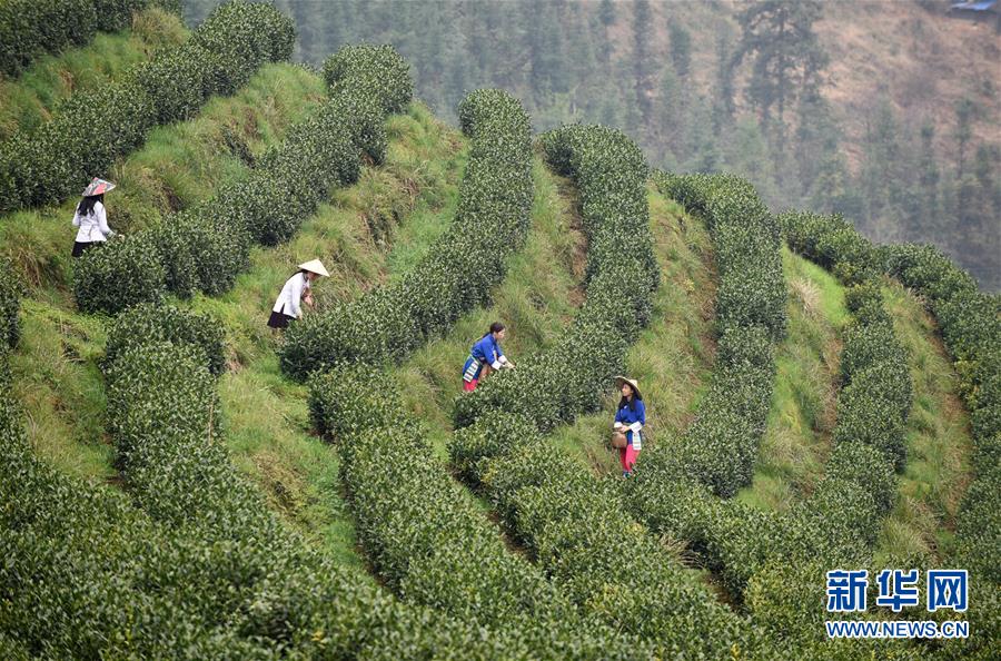 （決戰(zhàn)決勝脫貧攻堅·圖文互動）（3）田野“變奏”讓薄土“生金”——貴州農(nóng)村產(chǎn)業(yè)革命助推脫貧攻堅見聞